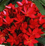 Plumeria RED FIRE (семена)