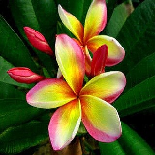 Plumeria Orange Spender (семена)