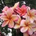 Plumeria India (семена)