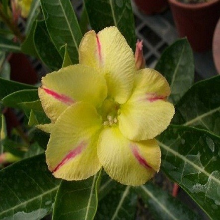 Adenium Obesum Desert Rose NEW YELLOW (семена)