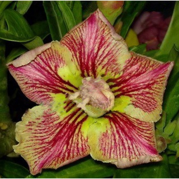 Adenium Obesum Double Flower WILD KISS (семена)