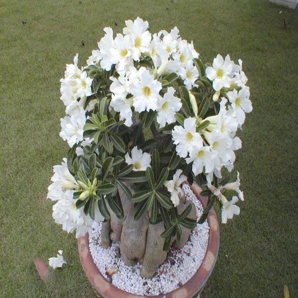 Adenium Obesum Desert Rose STAR STUDDED SKY (семена)