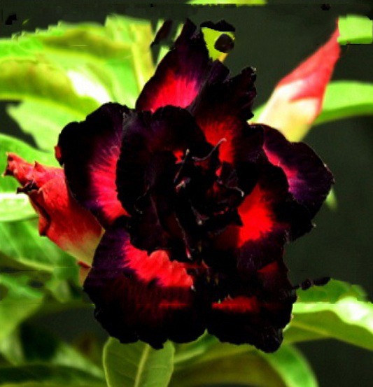 Adenium Obesum Triple Flower BLACK EAGLE (семена)