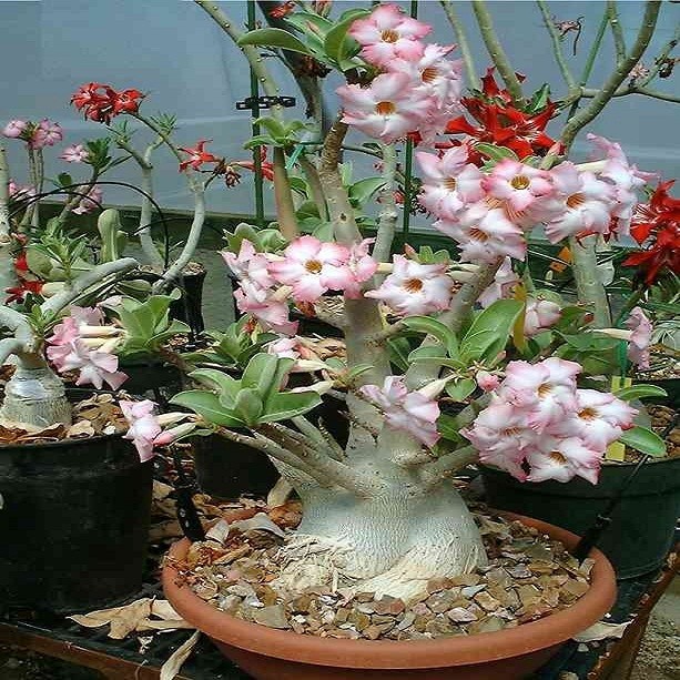 Adenium Arabicum YAK YEMEN (семена)