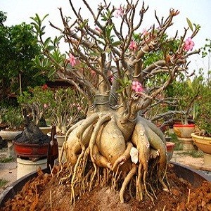 Adenium Arabicum Yak Sing Buri (семена)