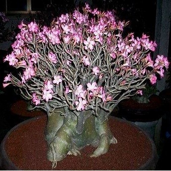 Adenium Arabicum BLACK RCN (семена)