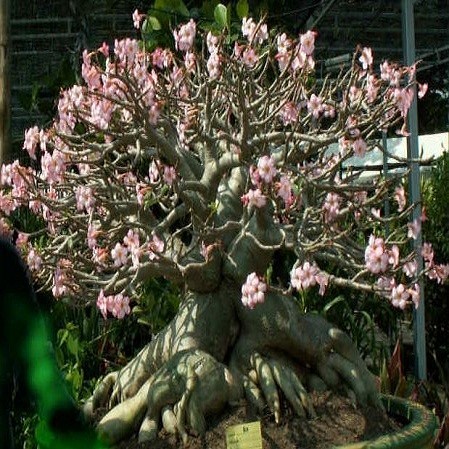 Adenium Thai Socotranum GOLDEN CROWN (семена)