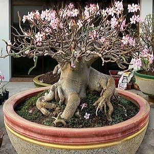 Adenium Thai Socotranum PETCH BAN NA (семена)