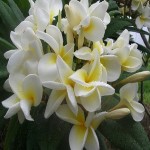 Plumeria Henry Apple Dupree (растение)