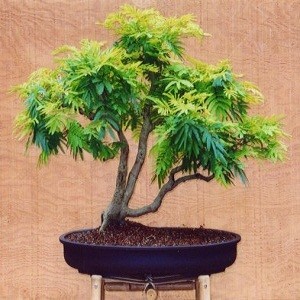 Acacia BAILEYANA или Золотая Мимоза (семена)