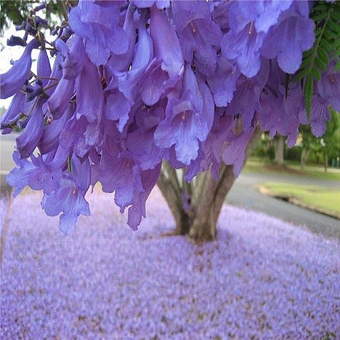 Jacaranda Mimosifolia или Жакаранда Мимозолистная (семена)