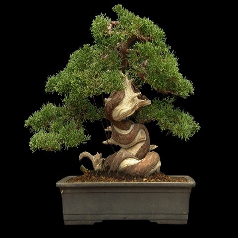 Juniperus Chinensis или Можжевельник Китайский (семена)