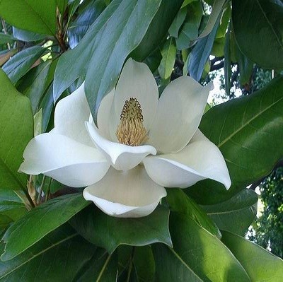 Magnolia Delavayi или Магнолия Делавея (семена)