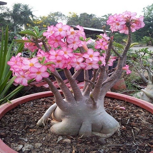 Adenium Arabicum KASET (семена)