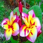 Plumeria Threeking (растение)