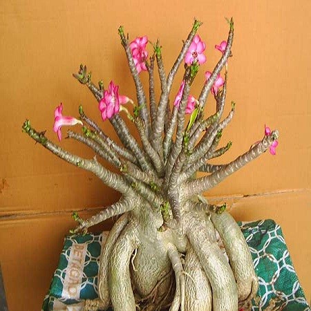 Adenium Thai Socotranum Chada Petch (семена)
