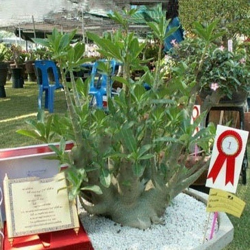 Adenium Arabicum DWARF PMK (семена)