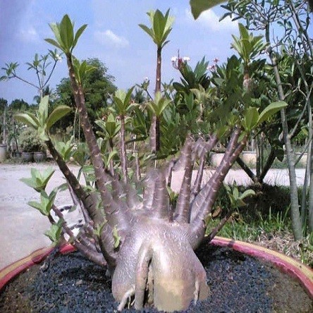 Adenium Arabicum DWARF BLACK KNIGHT (семена)