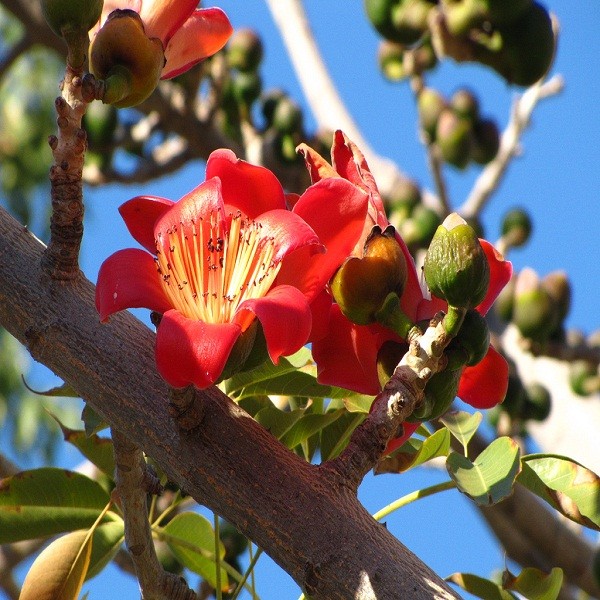 Bombax Ceiba или Красное Шелковое Дерево (семена)