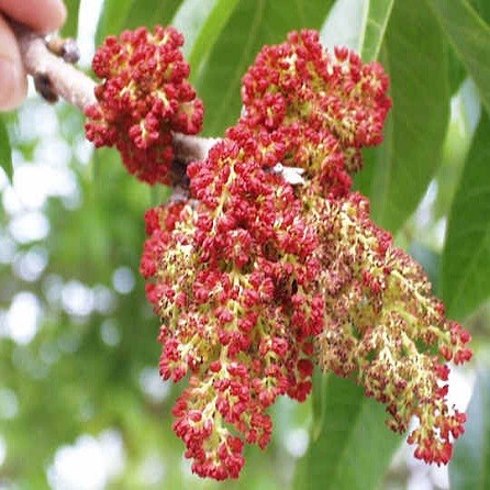 Pistacia Chinensis или Фисташка Китайская (семена)