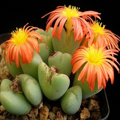 Conophytum FRUTESCENS или Конофитум Кустарниковый (семена)