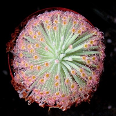 Drosera DERBYENSIS или Росянка Дербенская (семена)