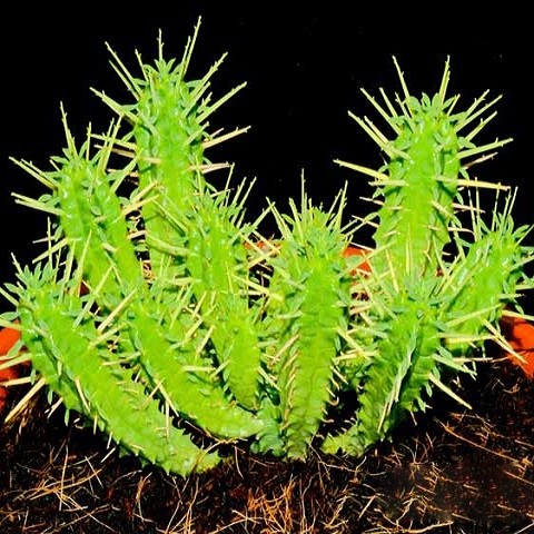 Euphorbia FIMBRIATA или Молочай Ребристый (семена)