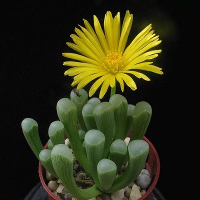 Fenestraria AURANTIACA или Фенестрария Оранжевая (семена)