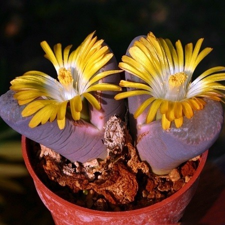 Lithops DIVERGENS или Литопс Разделенный (семена)