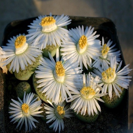 Lithops FULVICEPS или Литопс Рыжеголовый (семена)