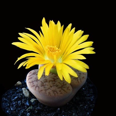 Lithops PSEUDOTRUNCATELLA или Литопс Ложноусеченный (семена)