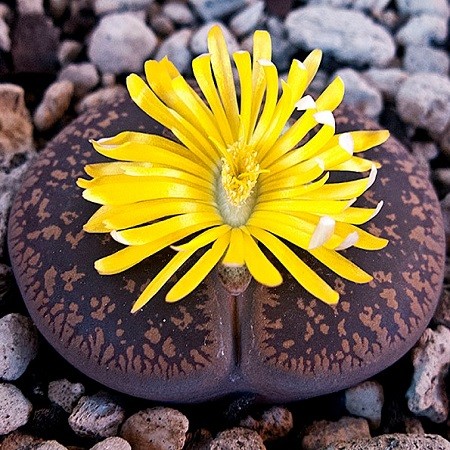 Lithops AUCAMPIAE или Литопс Аукамп (семена)