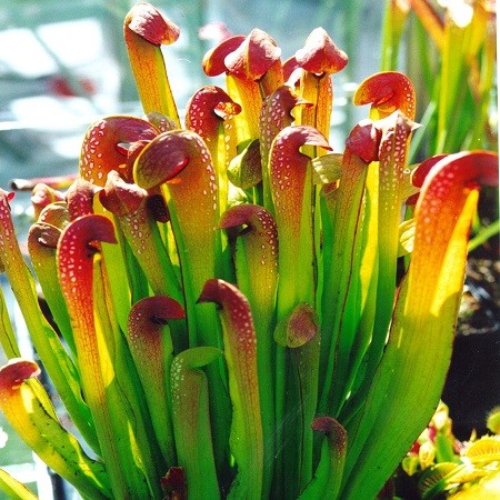 Sarracenia MINOR или Саррацения Малая (семена)