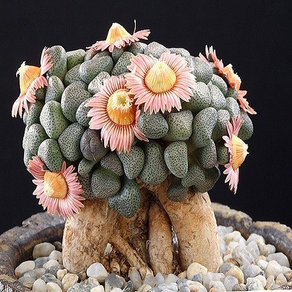 Aloinopsis SCHOONTEESII или Алоинопсис Шунтеса (семена)