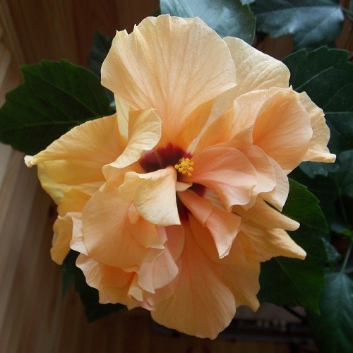 Гибискус Double Yellow Peach (растение)