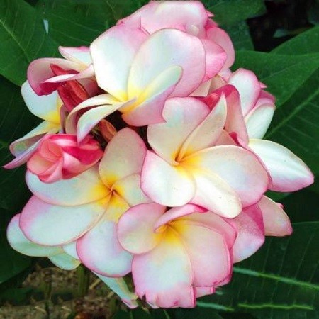 Plumeria PINK CRYSTAL