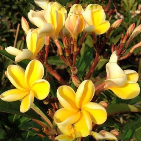 Plumeria GOLD PLEAT (семена)