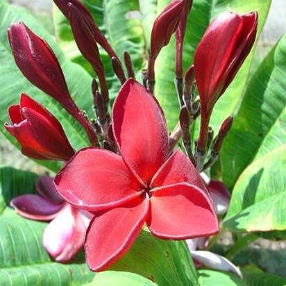 Plumeria SIAM RUBY (семена)