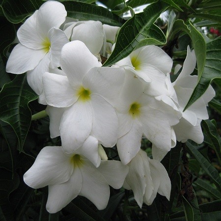 Plumeria RAMO DE NOVIA (семена)