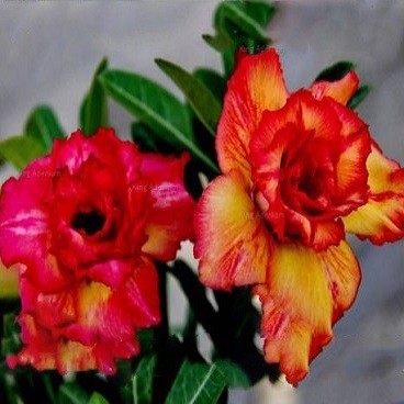 Adenium Obesum Triple Flower ORANGE CHAMELEON (семена)