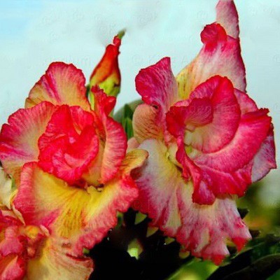 Adenium Obesum Double Flower PHEBE (семена)