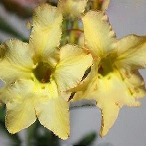 Adenium Obesum Desert Rose EVERLASTING YELLOW (семена)