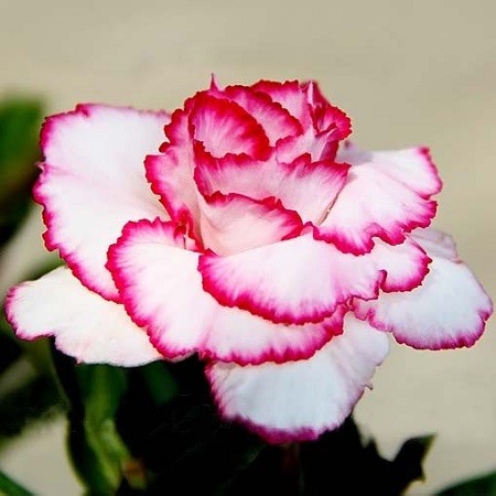 Adenium Obesum Triple Flower BUTTERFLY (семена)