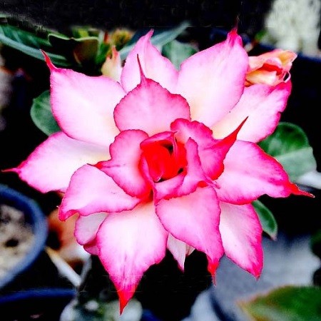 Adenium Obesum Triple Flower SALMON KING (семена)