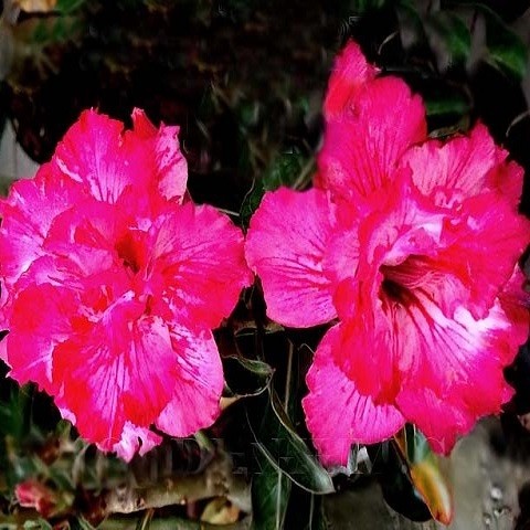 Adenium Obesum Triple Flower EXPRESS LINES (семена)