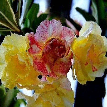 Adenium Obesum Double Flower KING CHAMELEON FRAGRANT (семена)