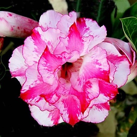 Adenium Obesum Triple Flower LOTUS AROMA (смена)