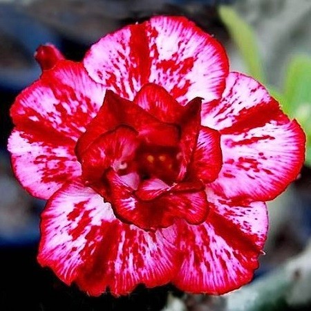 Adenium Obesum Double Flower LIGHTING STRIKE (семена)