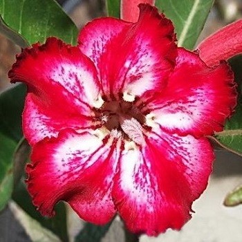 Adenium Obesum Desert Rose TAMARA (семена)