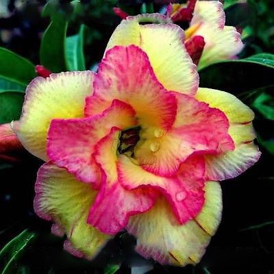 Adenium Obesum Double Flower SWEET CANDY (семена)